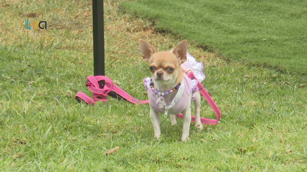 Pet Market Reúne Famílias e Animais de Estimação no Parque do Neudel